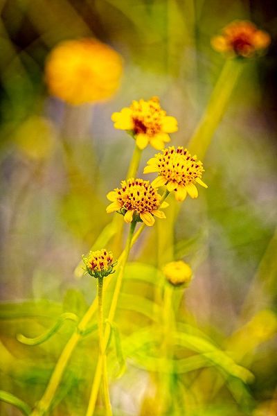 Jaynes Gallery 아티스트의 USA-New Mexico-Alamogordo Close-up of wildflowers작품입니다.